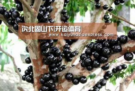 次北固山下|开运体育