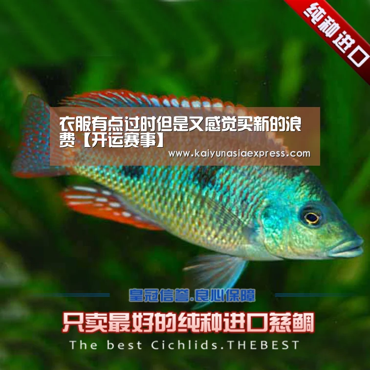 开运竞猜