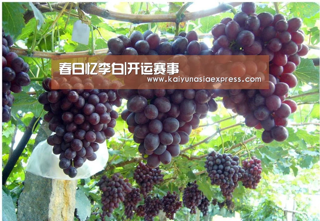 春日忆李白|开运赛事(图3) 开运体育