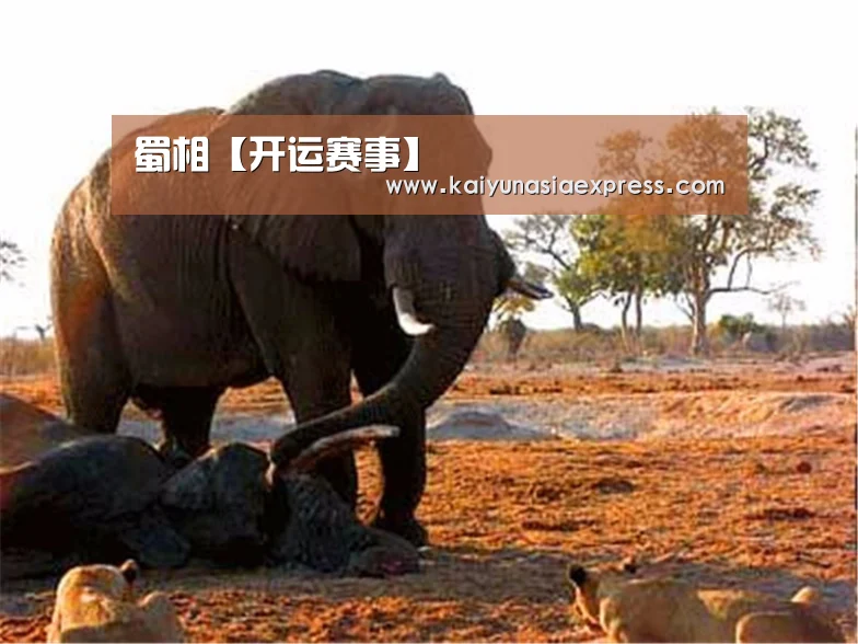 开运竞猜